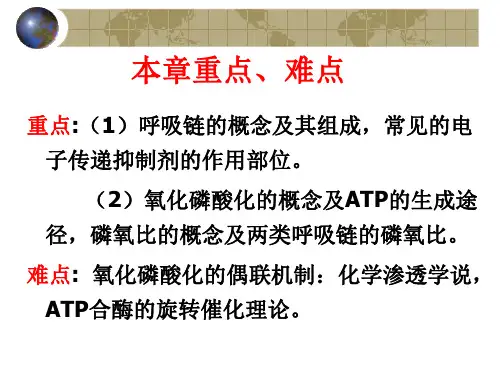 电子传递与氧化磷酸化