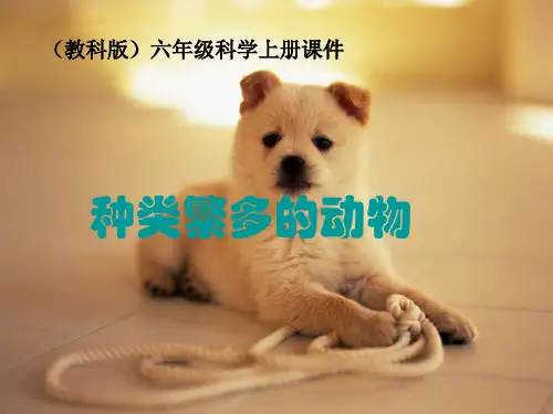教科版六年级科学上册种类繁多的动物ppt课件