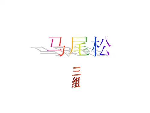 马尾松