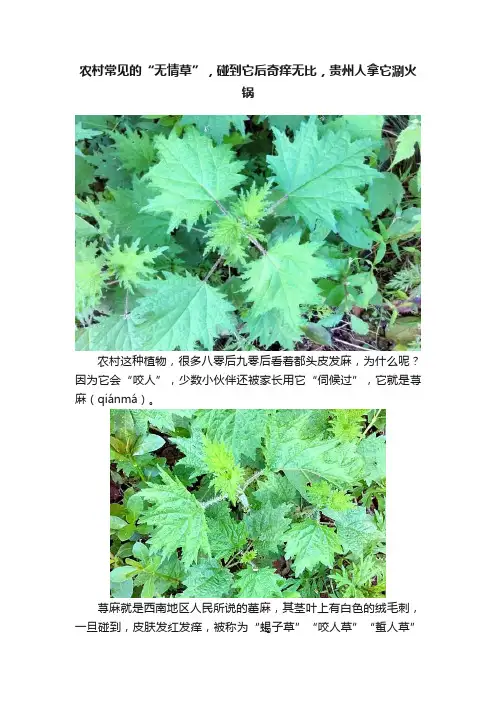农村常见的“无情草”，碰到它后奇痒无比，贵州人拿它涮火锅