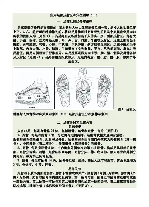 足部反射区图解