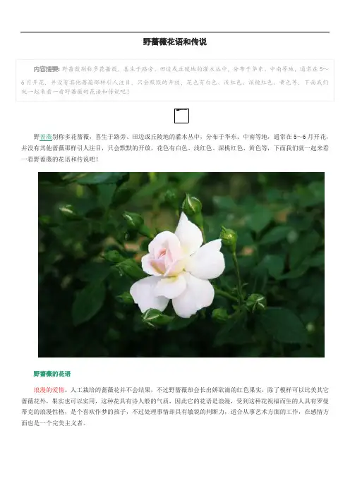 野蔷薇花语和传说