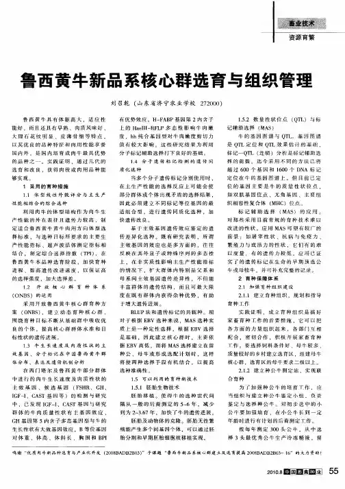 鲁西黄牛新品系核心群选育与组织管理