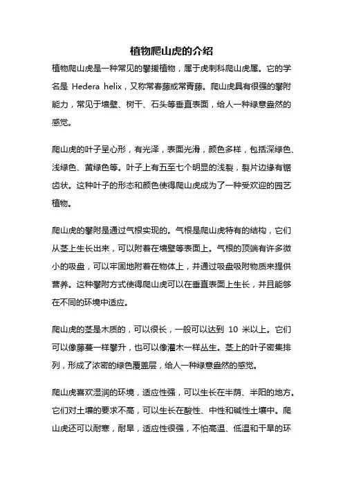 植物爬山虎的介绍