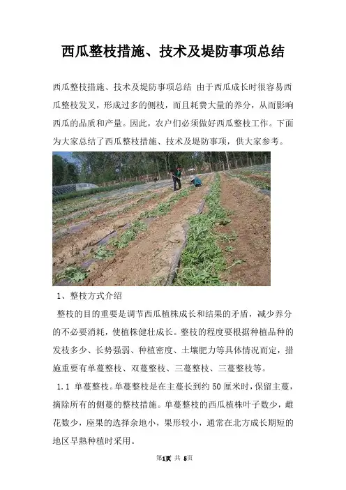 西瓜整枝措施、技术及堤防事项总结