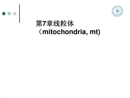 【细胞生物学】第7章 线粒体