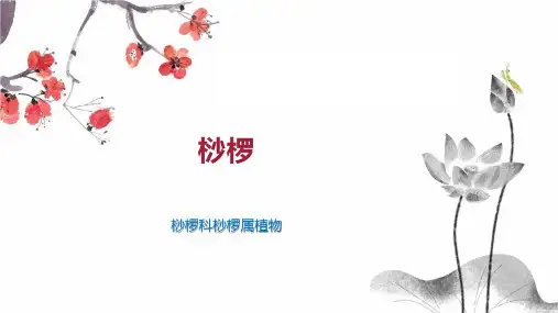 桫椤    