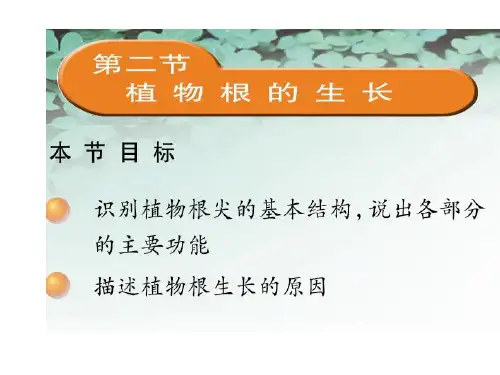 苏教版生物七年级上册第3单元第五章第二节 植物根的生长