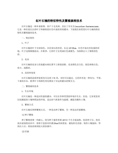 红叶石楠的特征特性及繁殖栽培技术 3