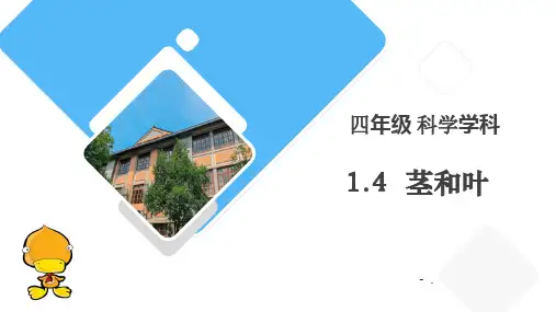 《茎和叶》PPT课件