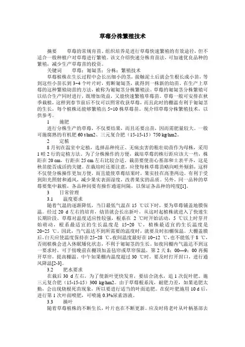 草莓分株繁殖技术