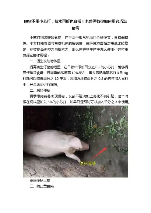 喂猪不用小苏打，技术再好也白搭！老兽医教你如何用它巧治猪病