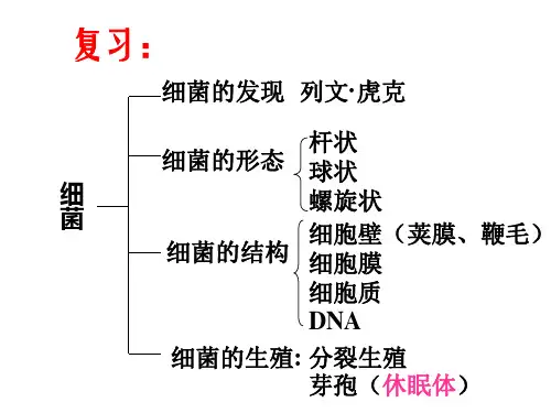 八年级上册生物课件5.4.3《真菌》｜人教版 (共32张PPT)