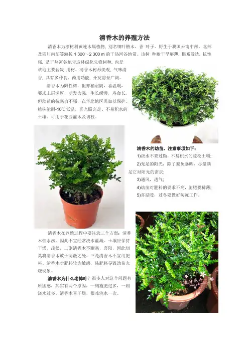 清香木的养殖方法