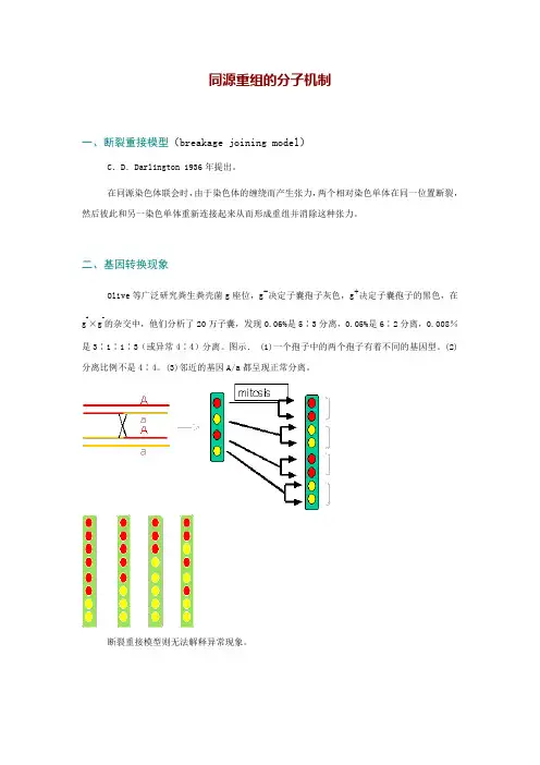 同源重组的分子机制