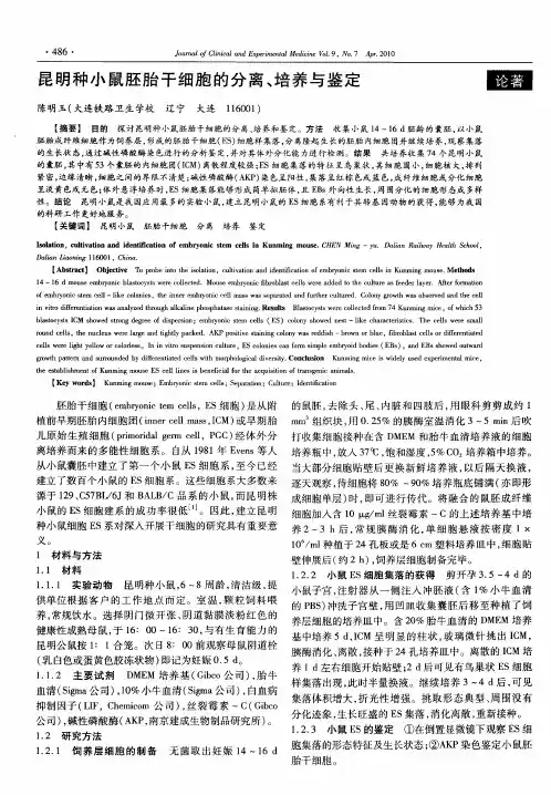 昆明种小鼠胚胎干细胞的分离、培养与鉴定