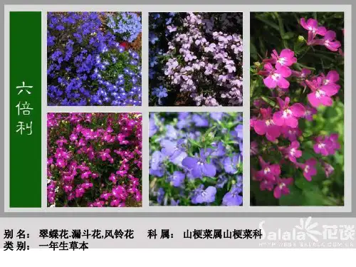 观赏2观花ppt课件