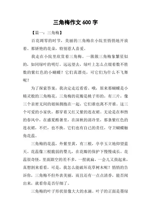 三角梅作文600字