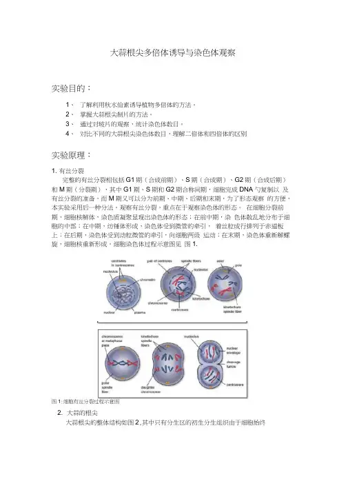 洋葱根尖染色体观察