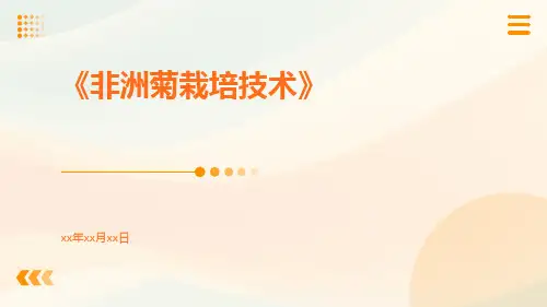 非洲菊栽培技术