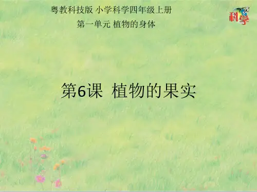 四年级上册第6课《植物的果实》教学课件