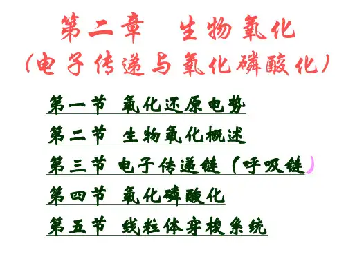 第二章 生物氧化(电子传递与氧化磷酸化)