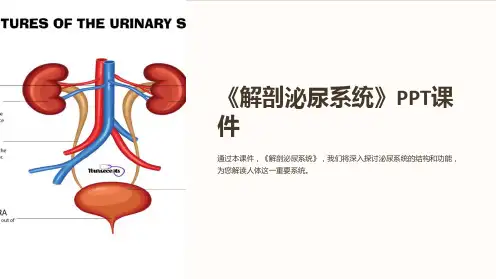《解剖泌尿系统》课件