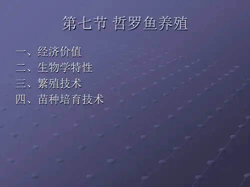 哲罗鱼养殖