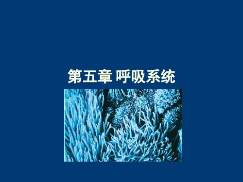 生理学第五章呼吸系统PPT课件