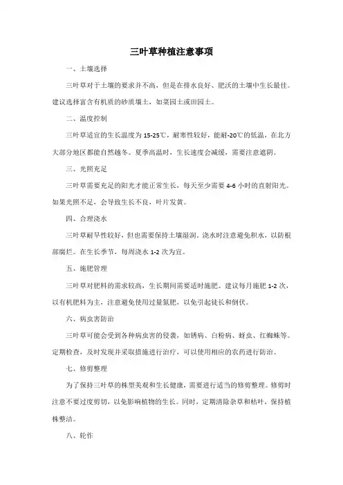 三叶草种植注意事项