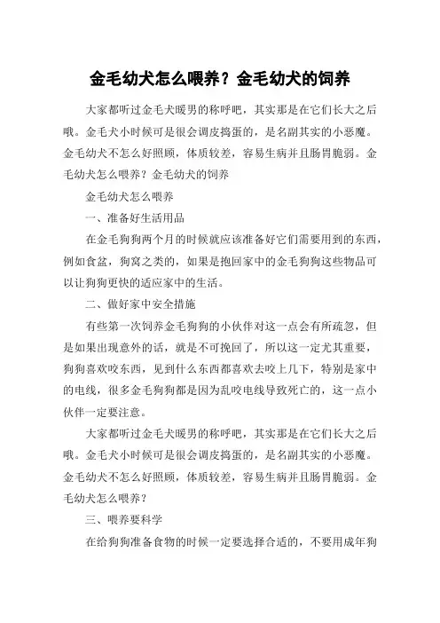 金毛幼犬怎么喂养？金毛幼犬的饲养