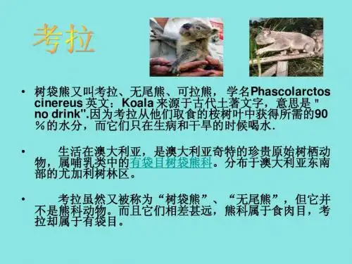树袋熊又叫考拉