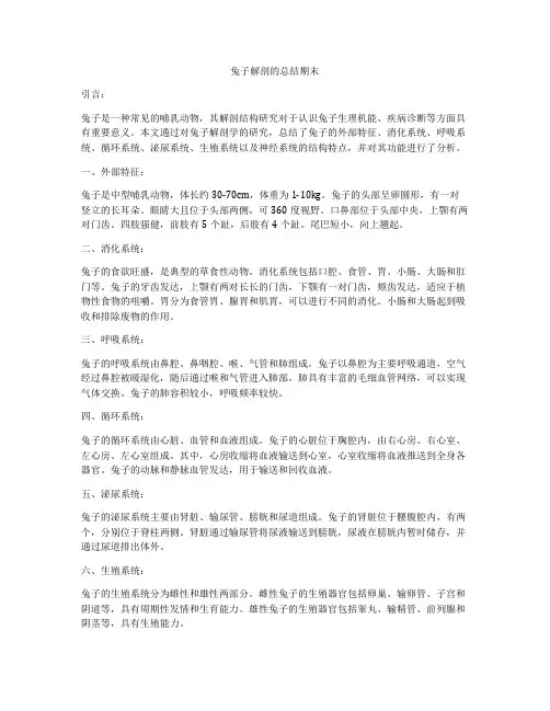 兔子解剖的总结期末