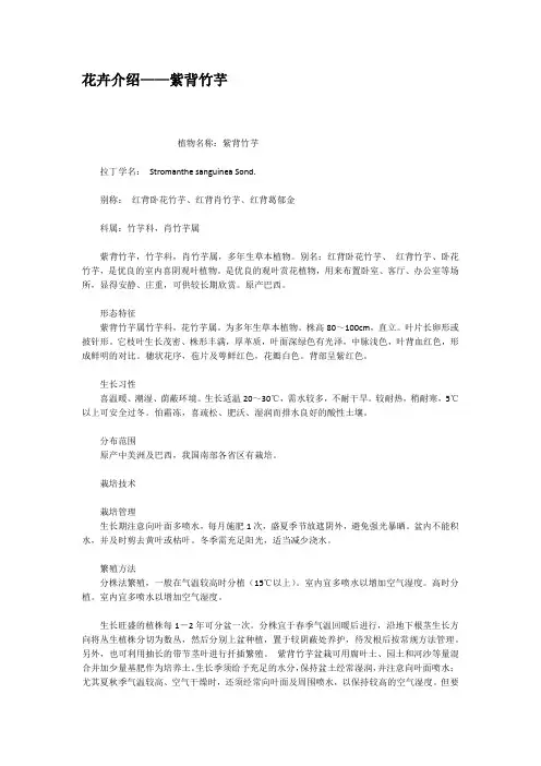 花卉介绍紫背竹芋