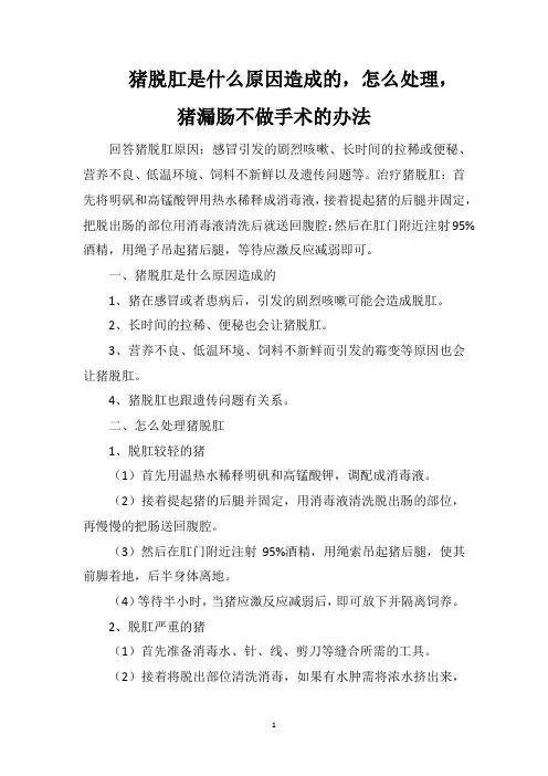 猪脱肛是什么原因造成的,怎么处理,猪漏肠不做手术的办法