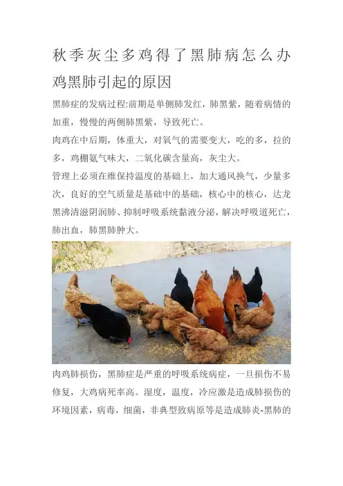 秋季灰尘多鸡得了黑肺病怎么办  鸡黑肺引起的原因