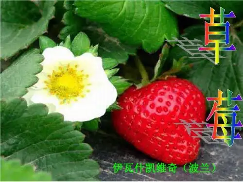 高中语文《草莓》课件