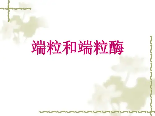 端粒酶