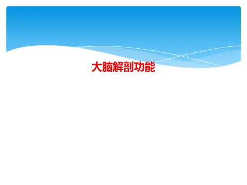 大脑解剖功能【24页】