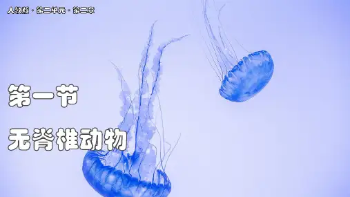无脊椎动物ppt课件