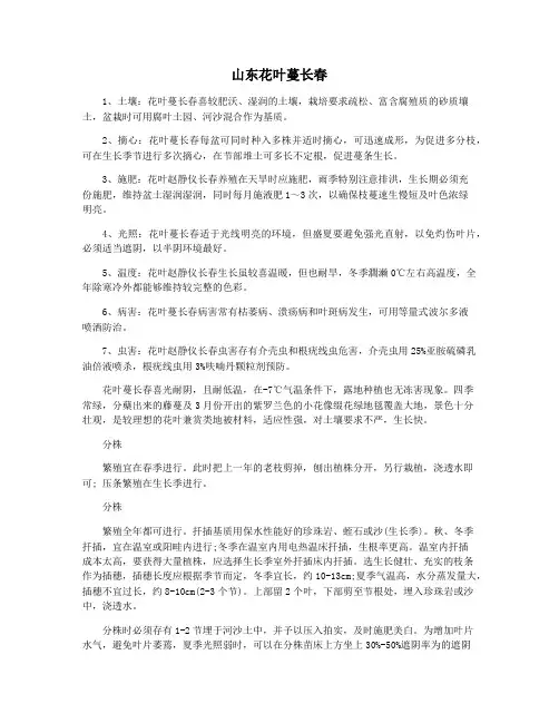 山东花叶蔓长春