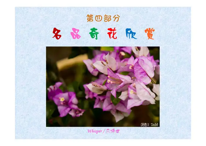 三角梅的欣赏与家庭种植(2012修订版)_3