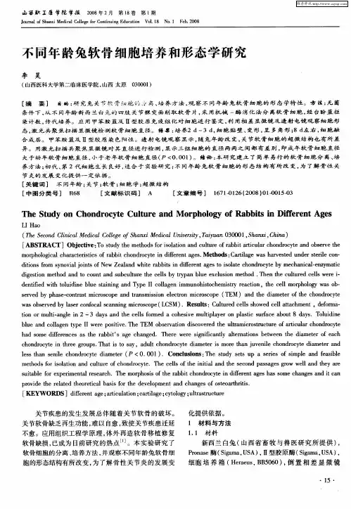 不同年龄兔软骨细胞培养和形态学研究