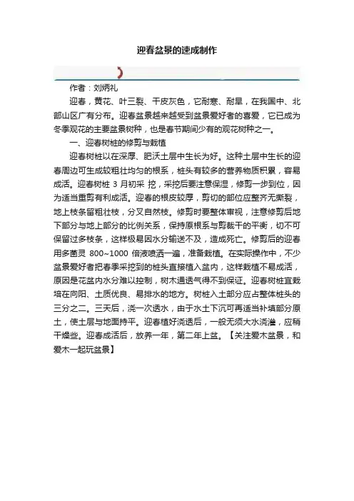 迎春盆景的速成制作