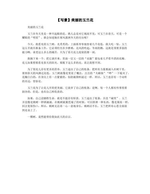 【写景】美丽的玉兰花
