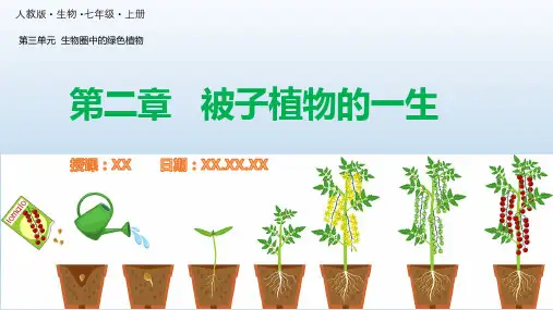 人教版生物七年级上册第三单元第二章 被子植物的一生(复习)PPT教学课件