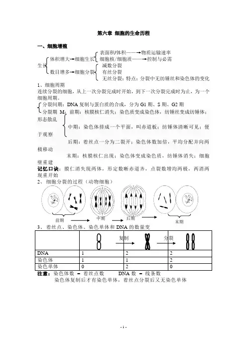 第六章 细胞的生命历程知识点详解
