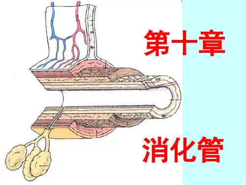 组织学与胚胎学课件-消化管