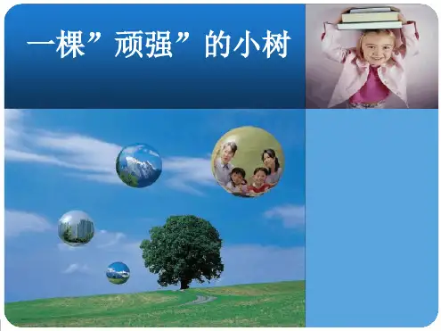 《一棵顽强的小树》最新ppt课件