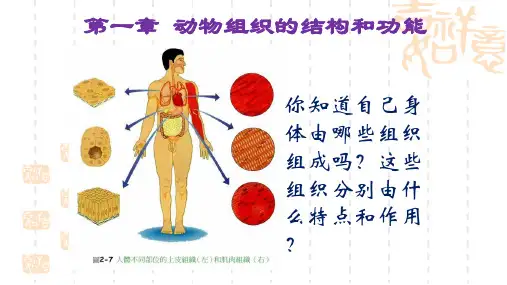 [高三生物课件]上皮组织